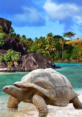 Seszele, wakacje, podróże, wczasy, żółw, Tropical Sun