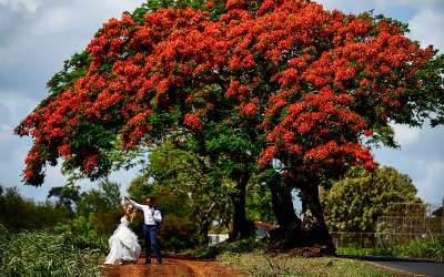 Ślub na Mauritiusie, romantyczny ślub na Mauritiusie, ślub w tropikach, romantyczne.com, Tropical Sun