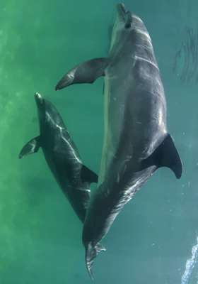 Wycieczki fakultatywne, Dominikana, Dolphin Explorer, pływanie z delfinami, Tropical Sun
