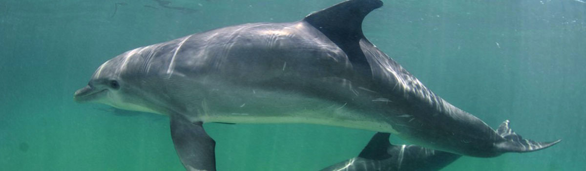 Delfiny Puerto Plata, Tropical Sun Tours