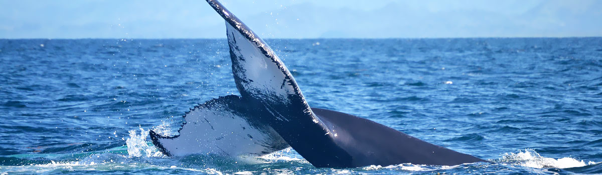 Wieloryby w zatoce Samana - Dominikana