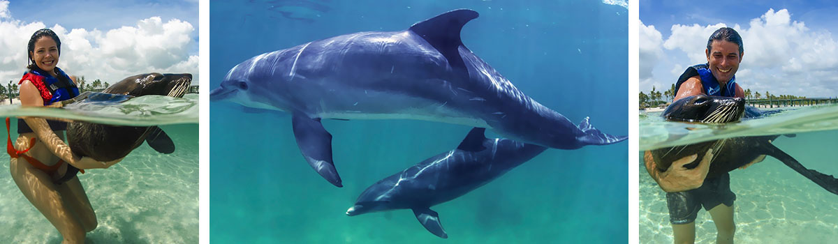 Dolphin Explorer - pływanie z delfinami - Dominikana