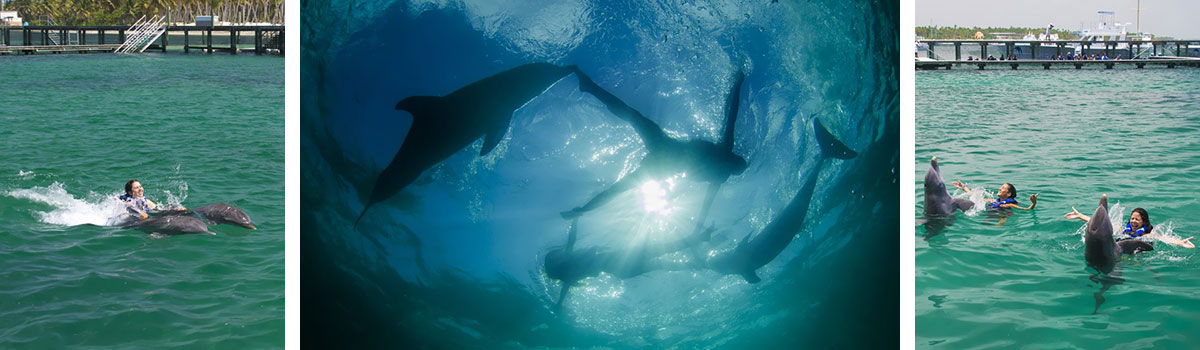 Dolphin Explorer - pływanie z delfinami - Bayahibe - Dominikana