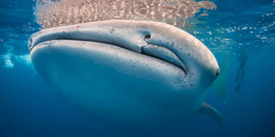Tropical Sun Tours - Meksyk - pływaj z rekinem wielorybim!