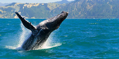 dominikana - wycieczka HIT!! Wieloryby w zatoce Samana, wodospad, Los Haitises i wyspa Bacardi
