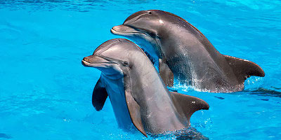dominikana - wycieczka Dolphin Explorer - pływanie z delfinami