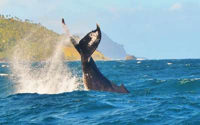 Wycieczki fakultatywne, Dominikana, Zatoka Samana, wieloryby, humbaki, Tropical Sun