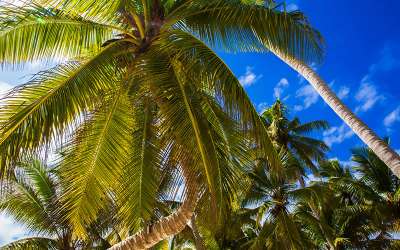 Kierunki - Dominikana, geografia, informacje, Saona, plaża, Tropical Sun