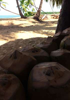 Wycieczki fakultatywne, Dominikana, Redonda Laguna, plaża, kokosy, Tropical Sun