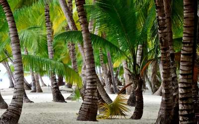 Wyspa Saona Classic, plaża, Tropical Sun