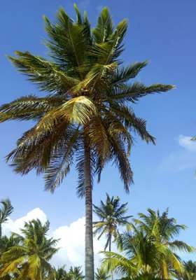 Wyspa Saona Classic, palma, Tropical Sun