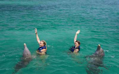 Wycieczki fakultatywne, Dominikana, Dolphin Explorer, pływanie z delfinami, Tropical Sun