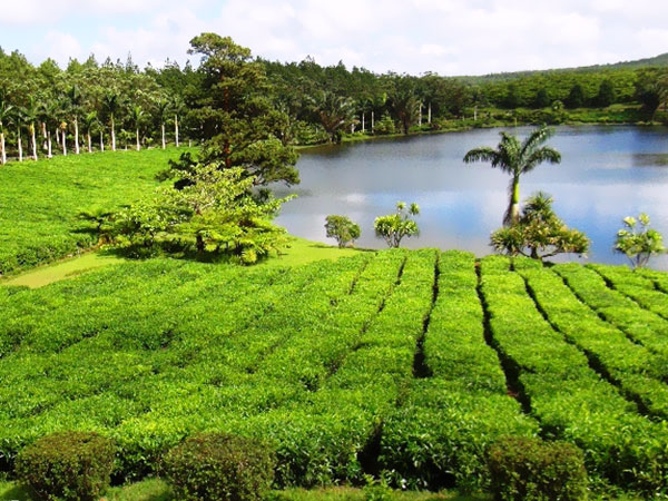 Co warto zobaczyć podczas pobytu na Mauritiusie? Plantacje herbaty Bois Cheri na wyspie Mauritius, Tropical Sun Tours