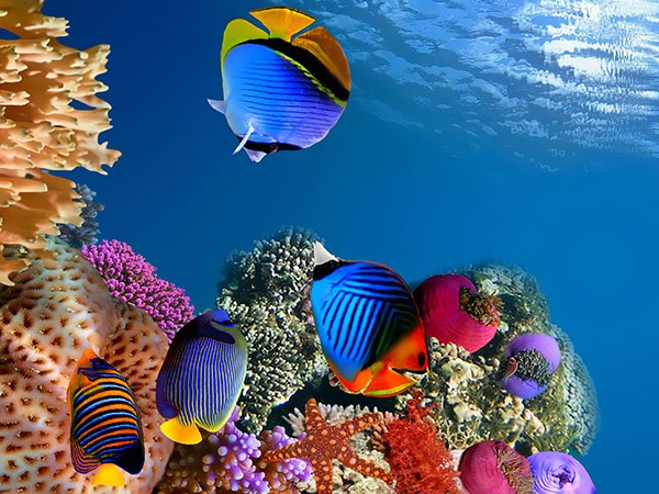 Malediwy, czyli błogie wakacje na wyspach, snorkeling, rafa koralowa, Tropical Sun Tours
