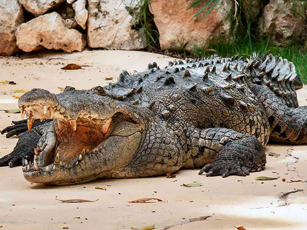 Manati Park, krokodyle, Tropical Sun Tours
