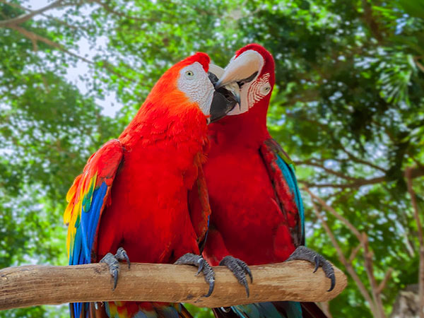Manati Park, papugi, Tropical Sun Tours