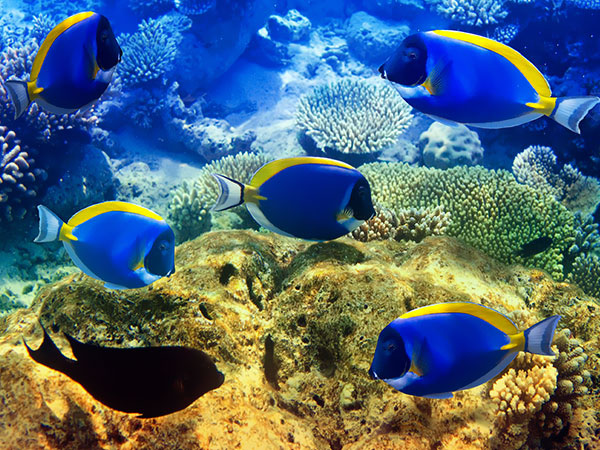 Mauritius - wyspa na Oceanie Indyjskim, nurkowanie, rafa koralowa, Tropical Sun Tours