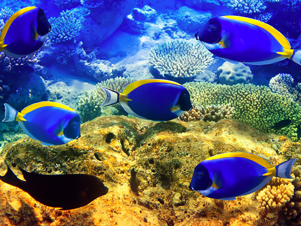 Varadero - perła Karaibów, nurkowanie, podwodny świat Karaibów, Tropical Sun Tours