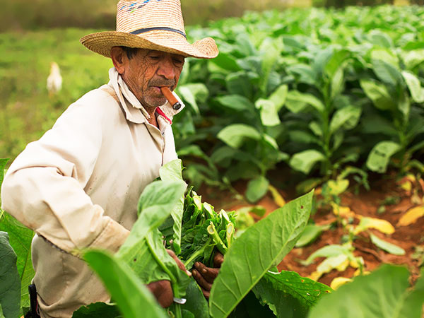 Viñales - Kuba. Przyroda na wyciągnięcie ręki, zbieranie liści tytoniu. Tropical Sun