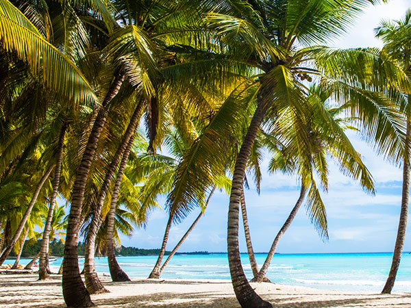 Palmy na plaży, Dominikana, Tropical Sun