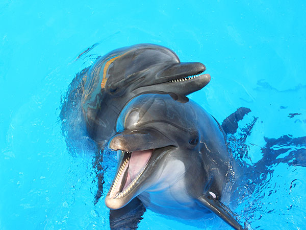 Delfiny Puerto Plata, wycieczki fakultatywne, Tropical Sun Tours