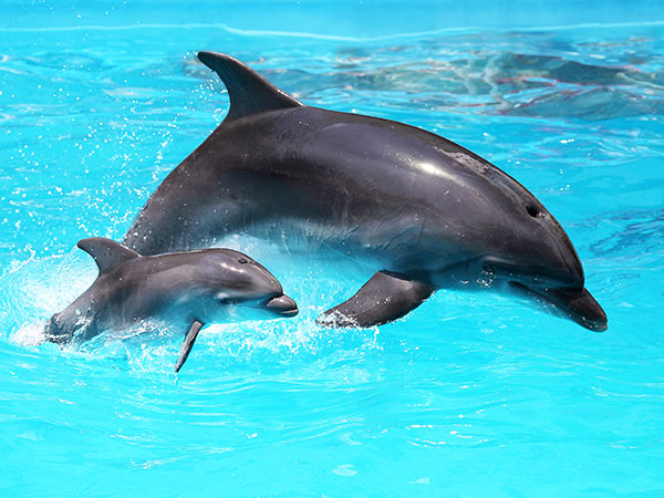 Delfiny Puerto Plata, wycieczki fakultatywne, Tropical Sun Tours