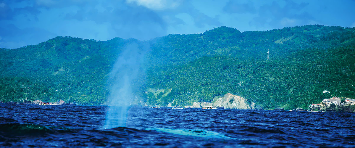 Wieloryby w zatoce Samana, Dominikana, wycieczki fakultatywne, humbaki, Tropical Sun