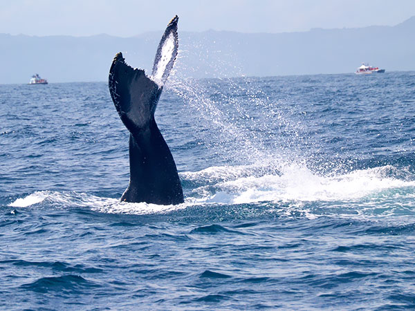 Wieloryby w zatoce Samana, Dominikana, wycieczki fakultatywne, humbaki, Tropical Sun